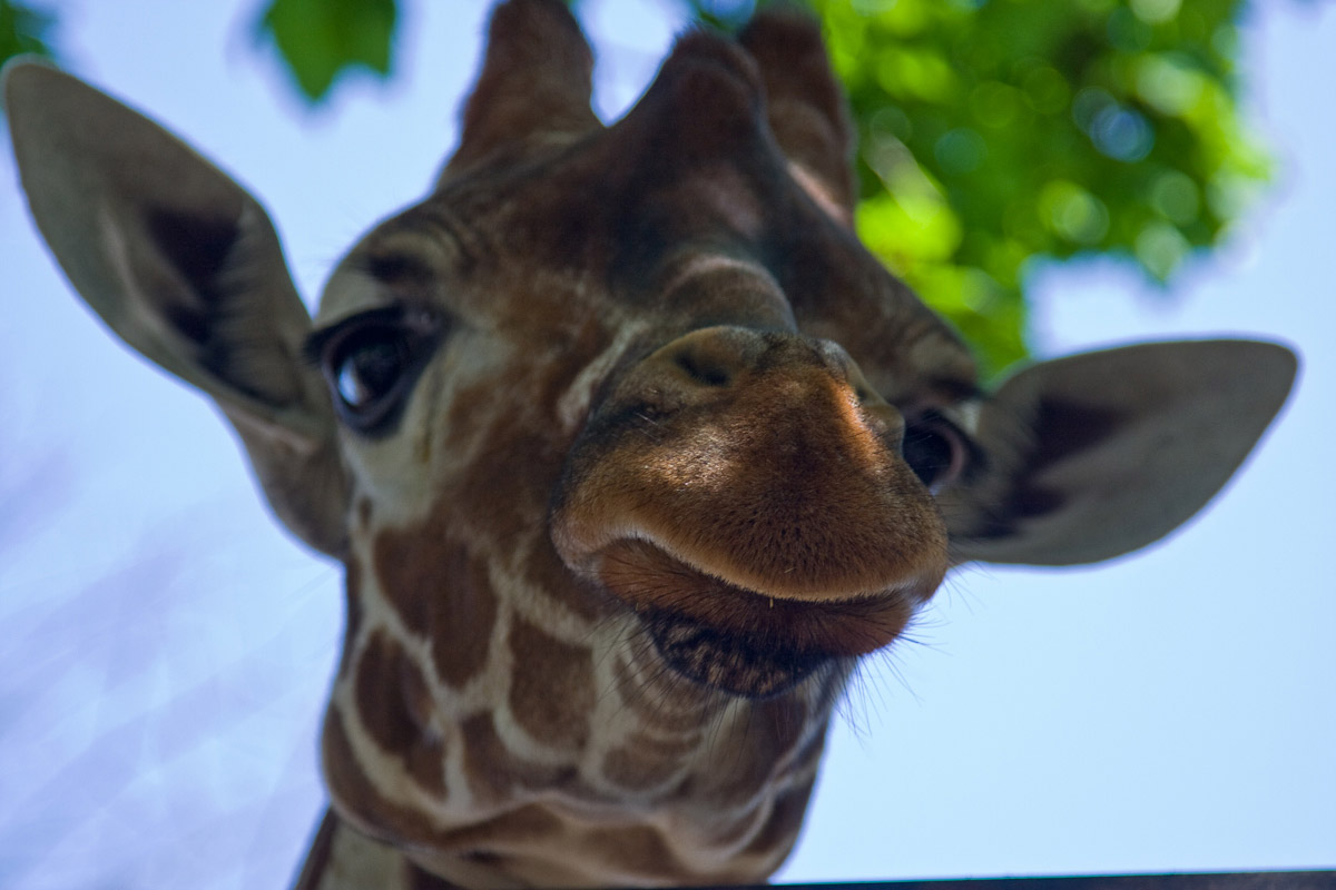 Download Free Rss Tech PSD Mockup Template